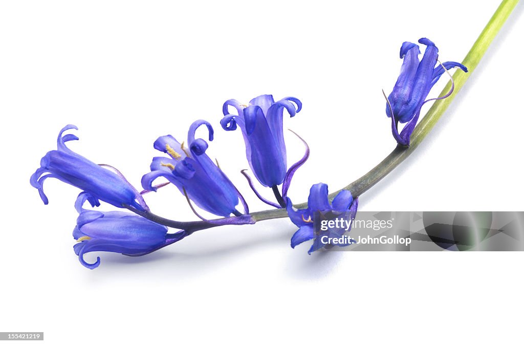 Bluebells