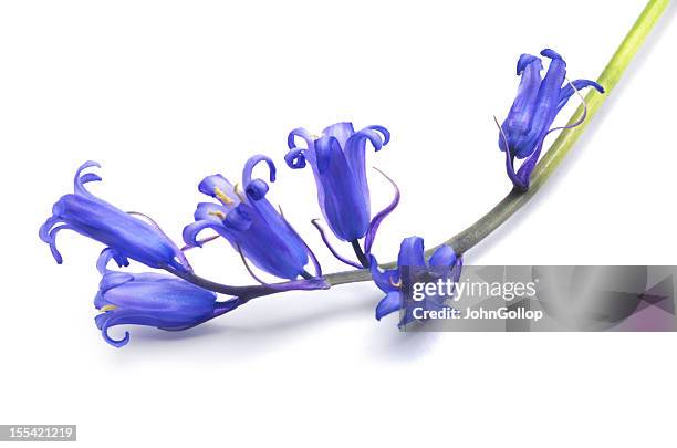 bluebells - bluebell stock pictures, royalty-free photos & images