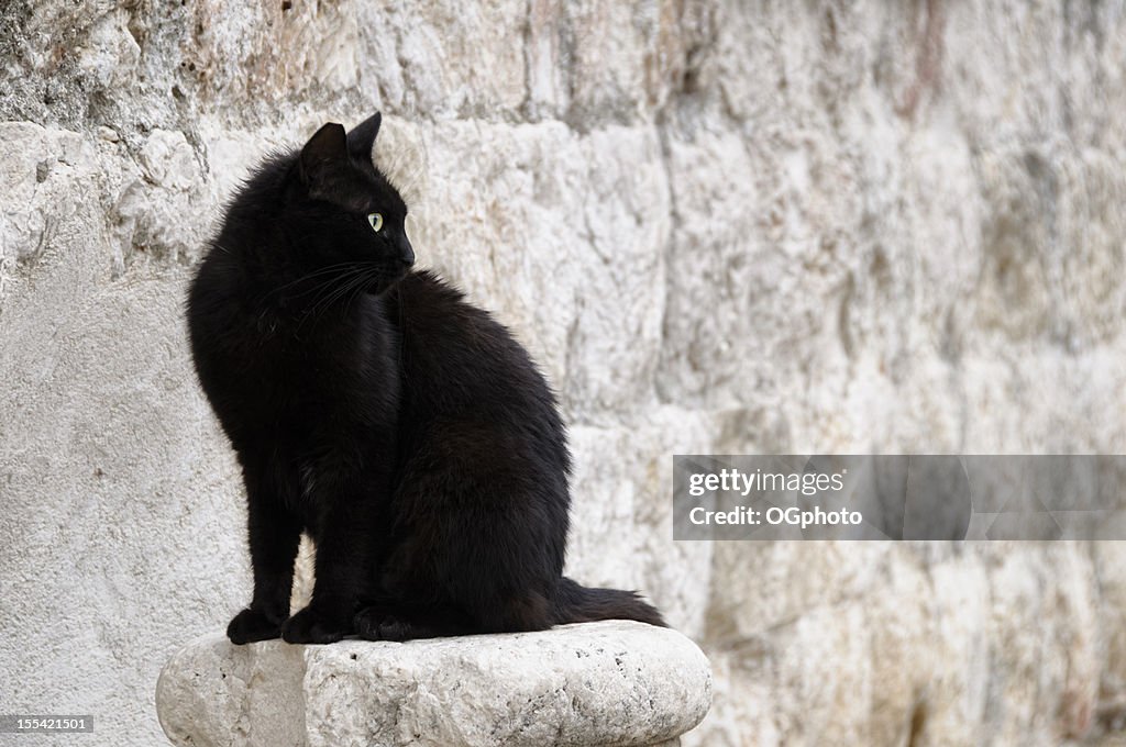 Stray gato preto contra uma parede de pedras