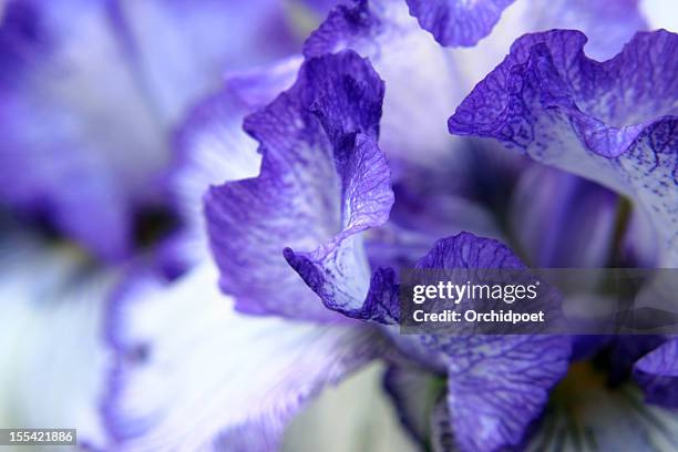 iris petals - iris family stock pictures, royalty-free photos & images