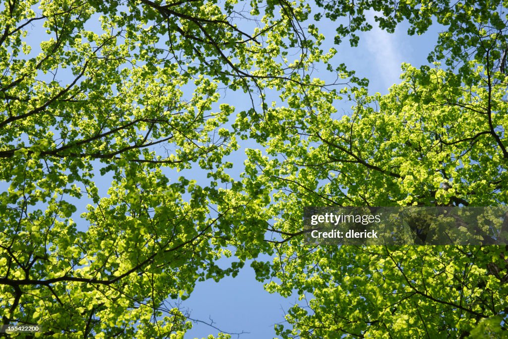 Fond Nature feuilles d'arbres ciel