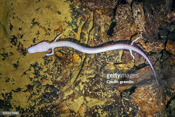 olm, proteus anguinus (human fish) - salamandra fotografías e imágenes de stock