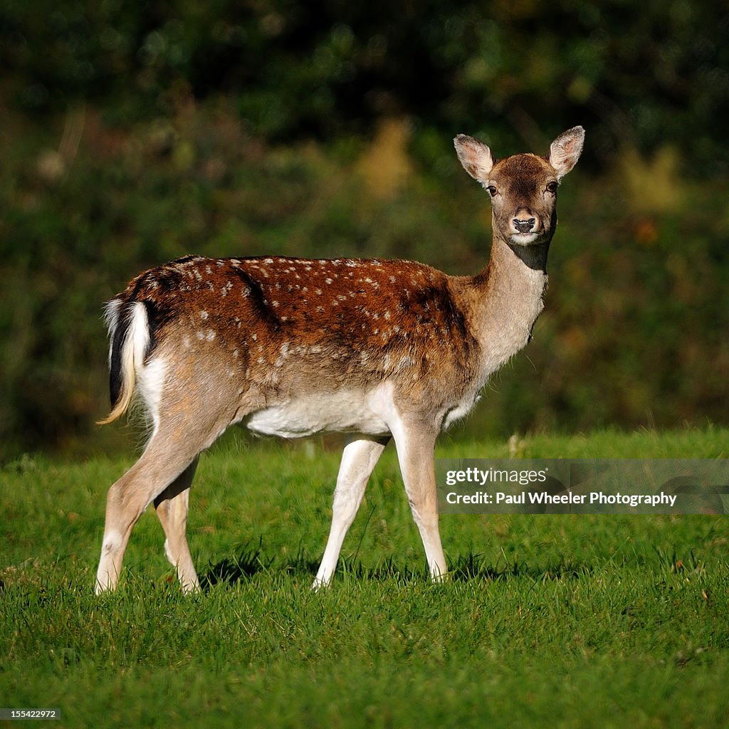 Fallow Deer Doe