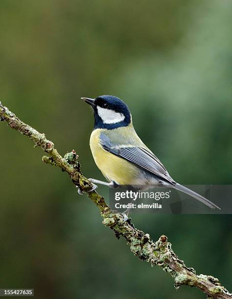 geat tit perching on a twig - tits stock pictures, royalty-free photos & images