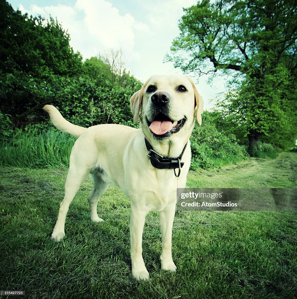 Labrador in the countryside