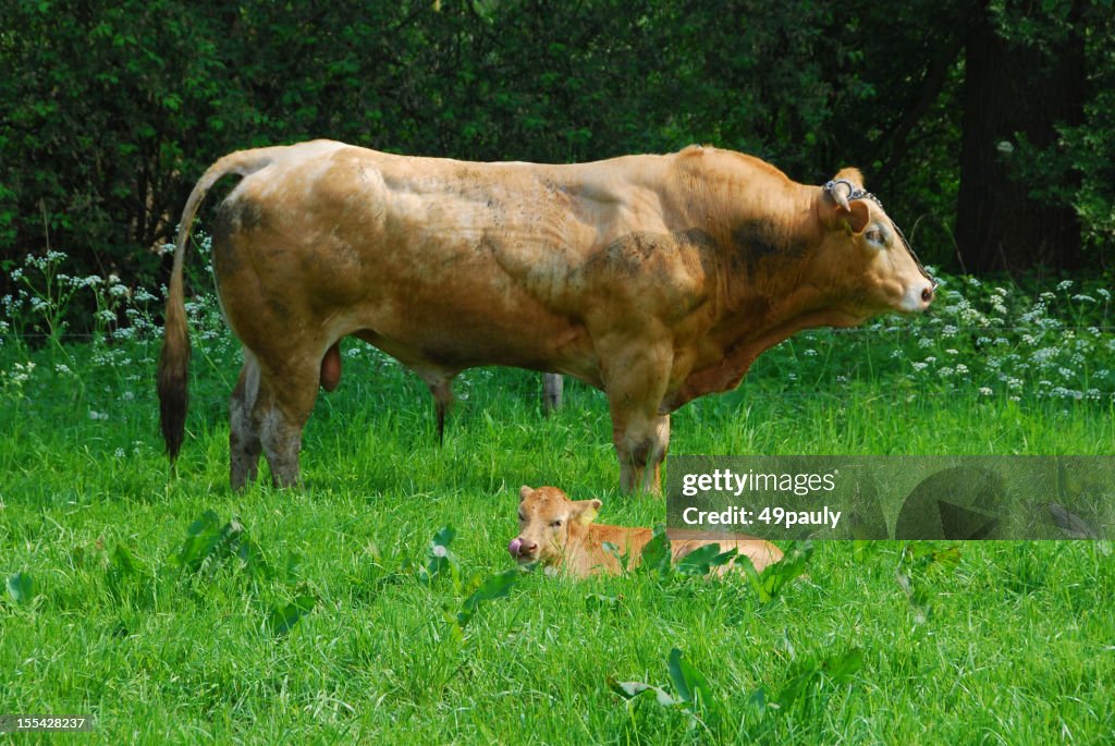 Charolais bull and calf