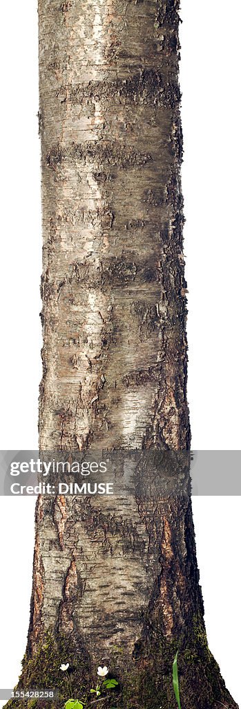 Trunk isolated on a white background