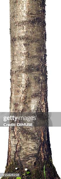 trunk isolated on a white background - bole stock pictures, royalty-free photos & images