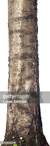tronco isolado - tree trunk - fotografias e filmes do acervo