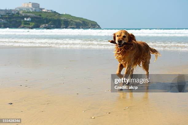 golden retriever running on the beach - uk holiday stock pictures, royalty-free photos & images