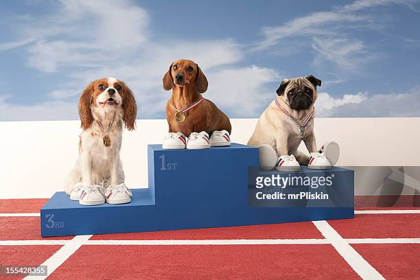 tre cani sul podio del vincitore - podio del vincitore foto e immagini stock