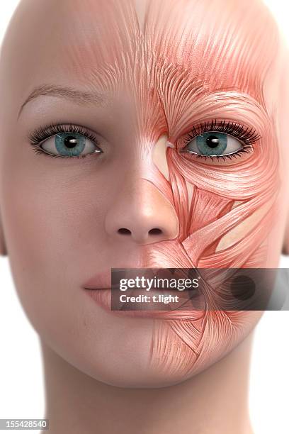 mimic muscle of the face - menselijke spier stockfoto's en -beelden