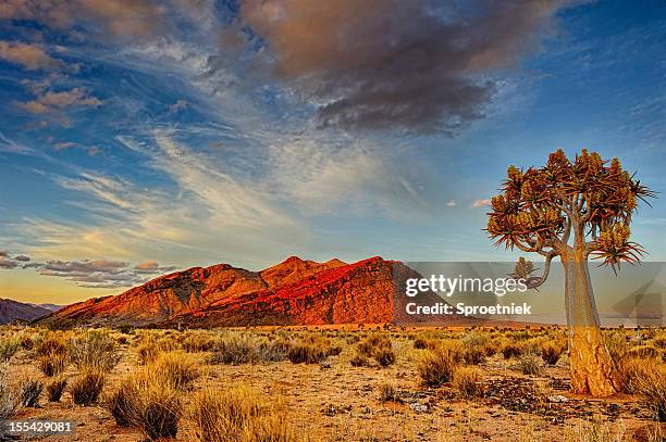 quiver tree at dusk - africa landscape stockfoto's en -beelden