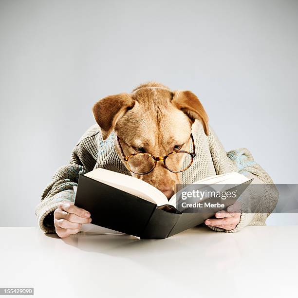 lectura de perro - miope and humor fotografías e imágenes de stock