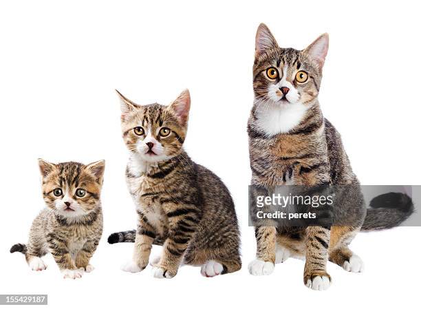 el gato con tres vida - cubs fotografías e imágenes de stock