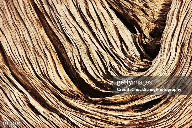 juniper wood grain juniperus osteosperma - cederträd bildbanksfoton och bilder