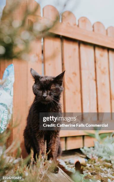 Straggli 1,273 Hunter Fence Stock Photos, High-Res Pictures, and Images - Getty ...