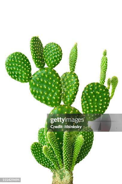 cactus - cactus 個照片及圖片檔