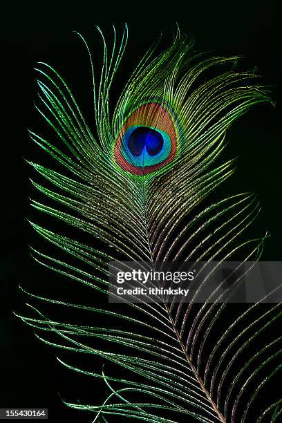 plumes de paon - peacock feathers photos et images de collection