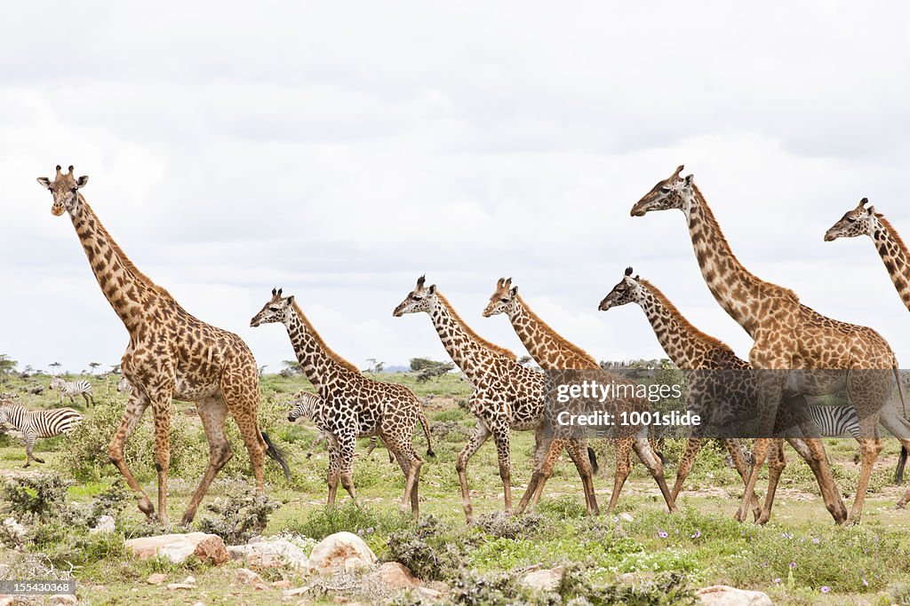 Giraffes are running