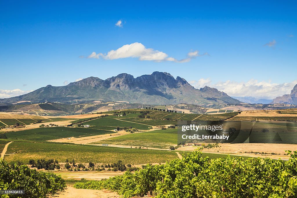African Landscape Vineyard Region Stellenbosch South Africa