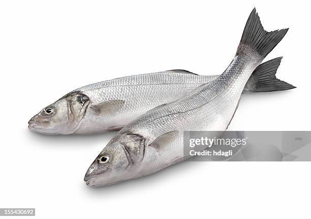 sea bass - fresh seafood 個照片及圖片檔