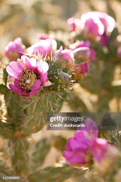 cactus cholla en flor - cactus cholla fotografías e imágenes de stock