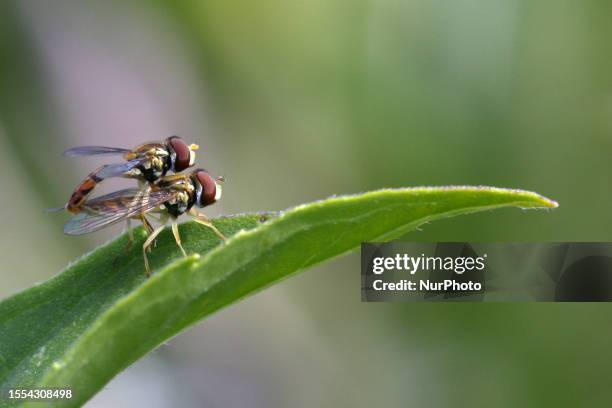 Hoverflies mating on a leaf in Markham, Ontario, Canada, on July 18, 2023.