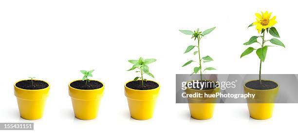 sonnenblume wachstum - pot plants stock-fotos und bilder