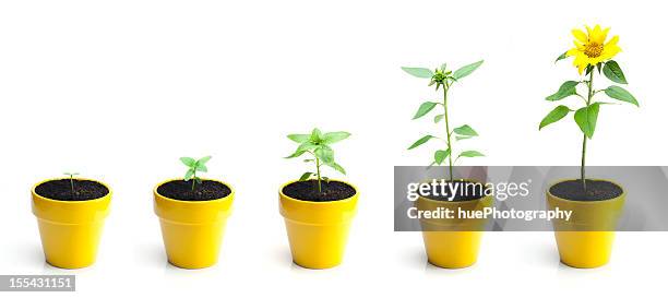 croissance de tournesol - plants white background photos et images de collection