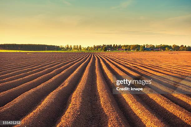 potato field at dusk - zaaien stockfoto's en -beelden