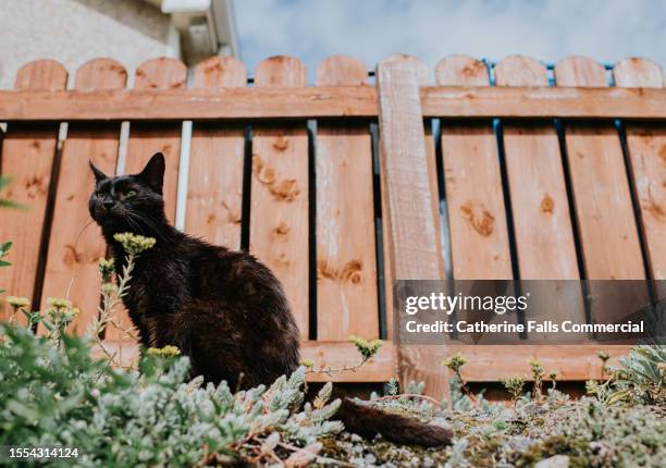 Straggli Straggly Photos and Premium High Res Pictures - Getty Images