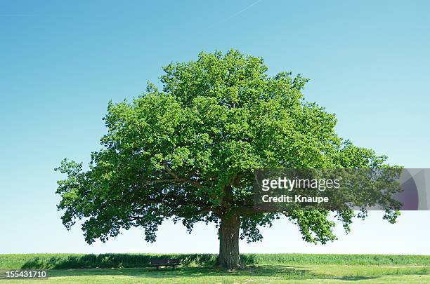 large oak tree in a green barley field - single tree stock pictures, royalty-free photos & images