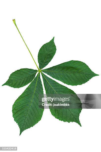 chestnut blatt, isoliert auf weiss mit clipping path - kastanie laubbaum stock-fotos und bilder