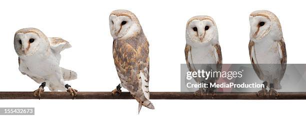 barn owls - owl foto e immagini stock