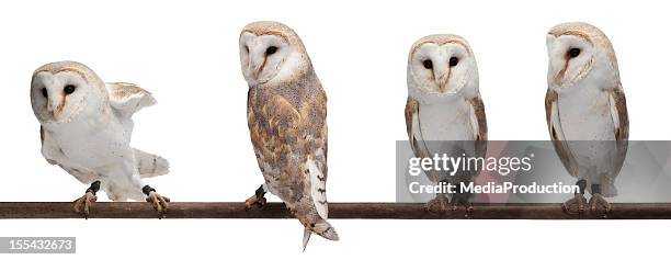 barn owls - owl stockfoto's en -beelden