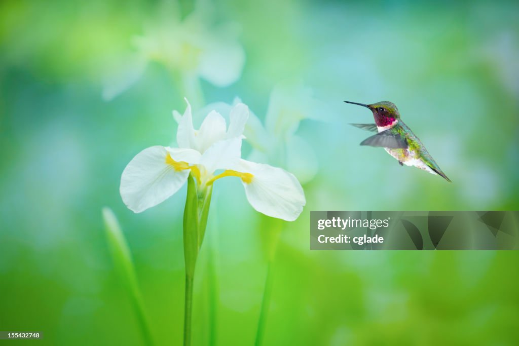 Ruby Throated Hummingbird and White Iris
