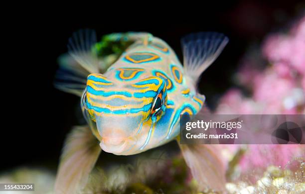spotted mandarin fish - blenny stock pictures, royalty-free photos & images