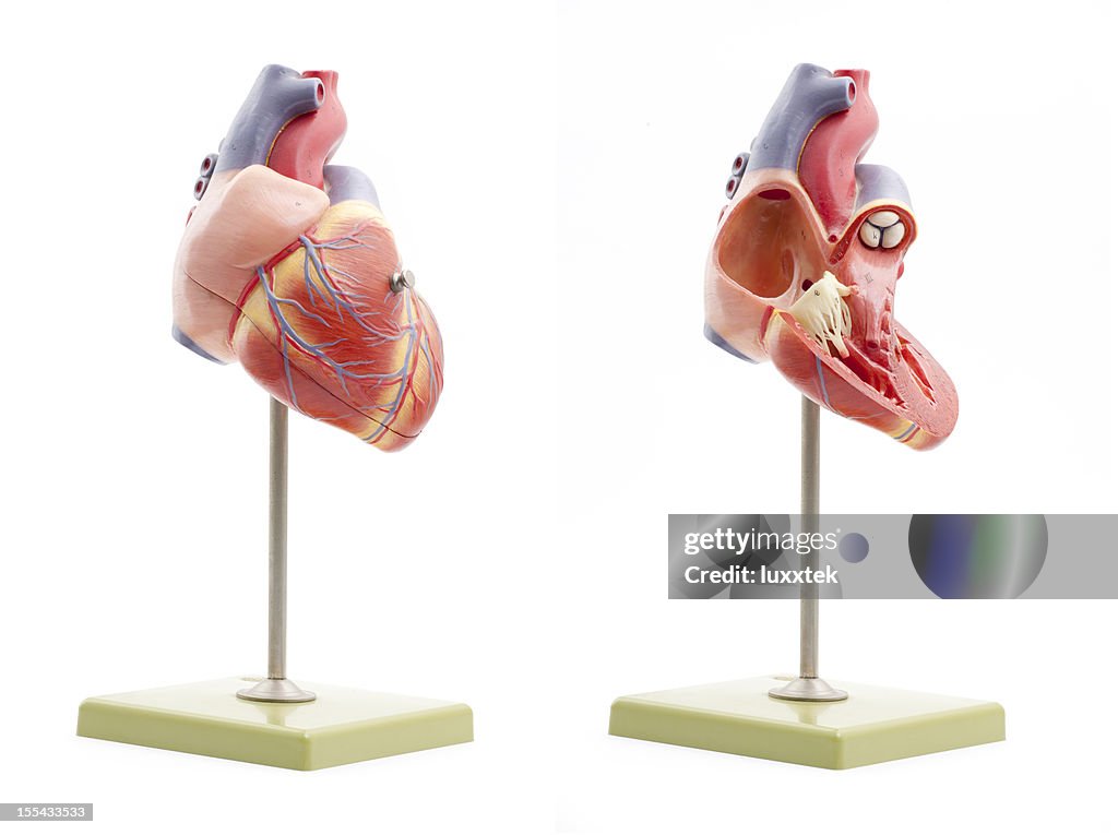 Menschliches Herz Anatomisches Modell