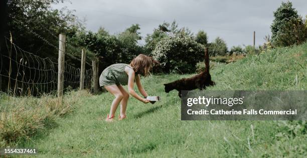 a child feeds a stray cat - kindness stock-fotos und bilder