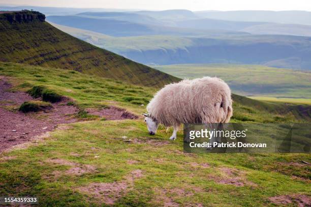 sheep atop corn du, brecon beacons, wales - du stock pictures, royalty-free photos & images