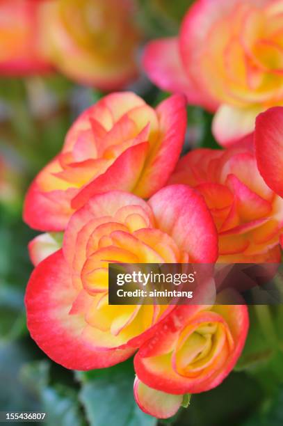 begonia - begonia stockfoto's en -beelden