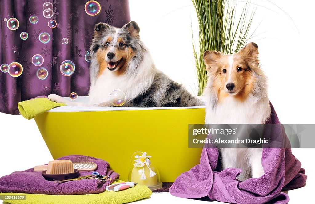 Dog grooming