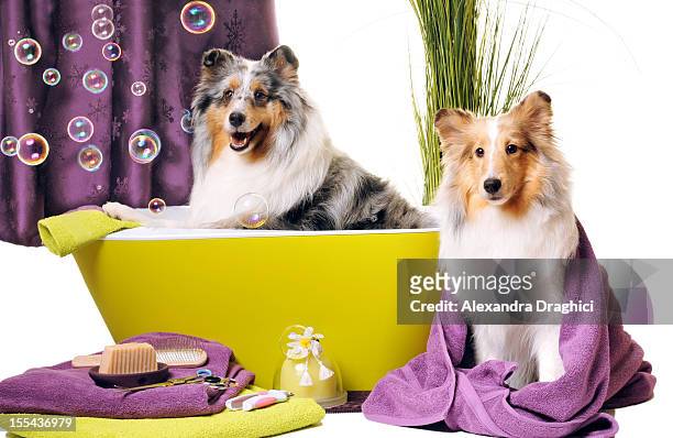 dog grooming - red tub 個照片及圖片檔