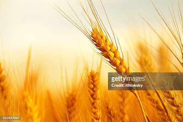 wheat - veteax bildbanksfoton och bilder