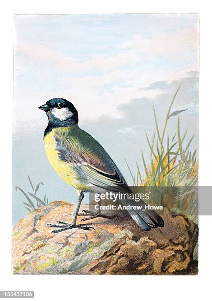 kohlmeise chromolithograph - kohlmeise stock-grafiken, -clipart, -cartoons und -symbole