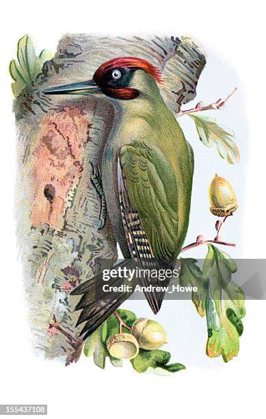 green woodpecker chromolithograph - public domain vintage images stock illustrations