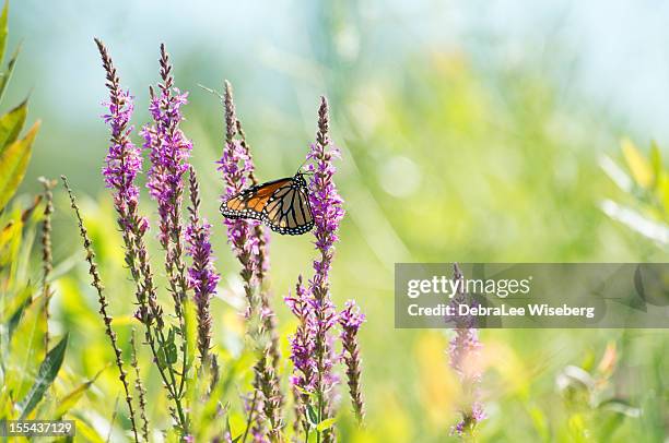 monarch in the field - monarch butterfly stock pictures, royalty-free photos & images