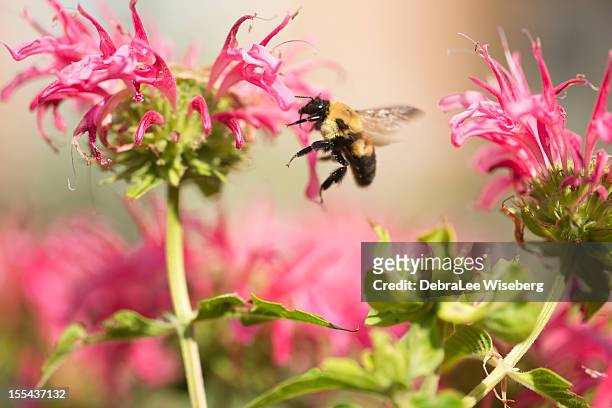 bumblebee feeding series - bergamot stock pictures, royalty-free photos & images