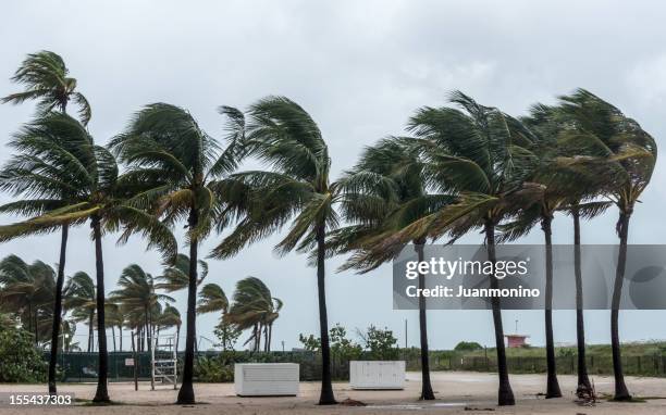 storm at the beach - hurricane wind stock pictures, royalty-free photos & images